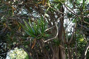 green background with exotic plants in the garden photo