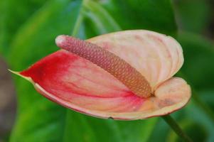 exotic flower growing in a botanical garden on the Spanish island of Tenerife on a summer warm sunny day photo