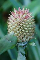 exotic flower growing in a botanical garden on the Spanish island of Tenerife on a summer warm sunny day photo