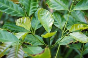 green background with exotic leaves in the garden in close-up photo