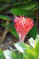 exotic flower growing in a botanical garden on the Spanish island of Tenerife on a summer warm sunny day photo