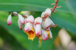 exotic flower growing in a botanical garden on the Spanish island of Tenerife on a summer warm sunny day photo