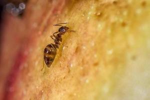 Black ant on an orange floral background close up photo