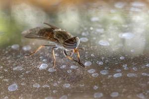 The Many Thousand Eyes of a Female Striped Horse-Fly photo