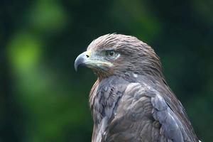 The golden eagle is a bird of prey living in the Northern Hemisphere. It is the most widely distributed species of eagle. Like all eagles, it belongs to the family Accipitrid. photo