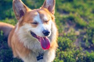 perro es muy hermosa y bonito antecedentes foto