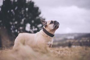 el francés buldog francés boule perro es un francés raza de compañero perro o juguete perro eso apareció en París en el medio decimonoveno siglo, aparentemente el resultado de cruzar cría de juguete intimidado foto