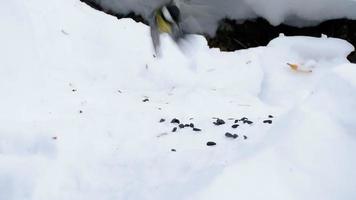 mésange mange des graines de tournesol sur la neige en hiver video