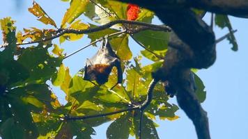 Lyle's flying foxes Pteropus lylei hangs on a tree branch and washes video