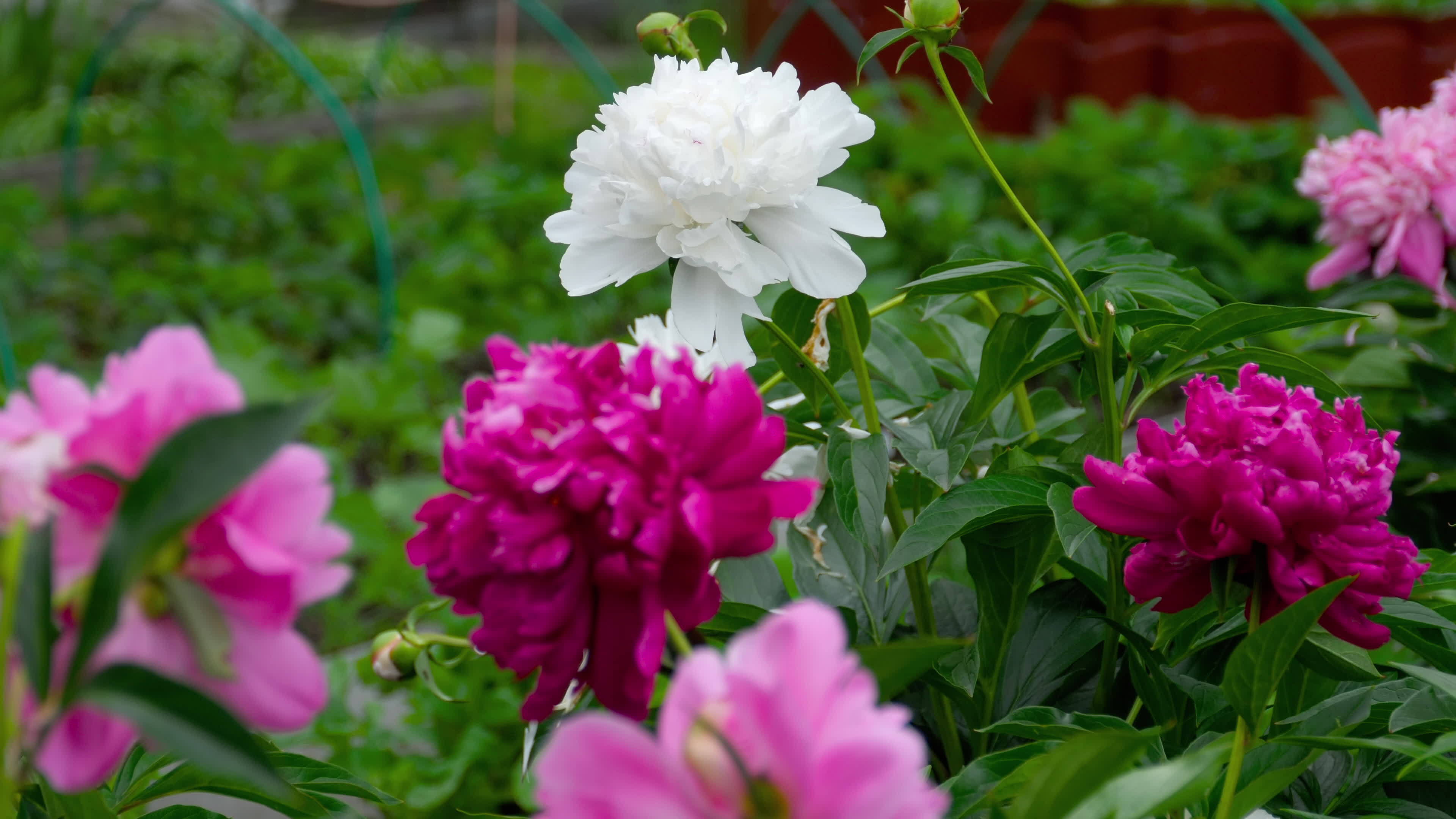 Peony Flower Red White And Purple Peony Flowers Blooming In The Garden Peony Flower Red White And Purple Peony Flowers Blooming In The Garden