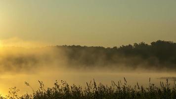 paesaggio timelapse con nebbia mattutina nel lago della foresta video