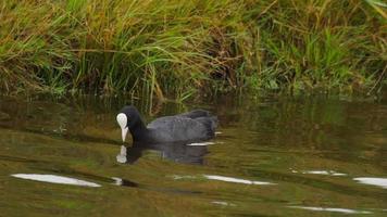 Black coot  Fulica atra  making a dive into a lake for fodder video