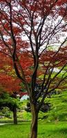 otoño hojas, japonés rojo arce árbol y hojas foto