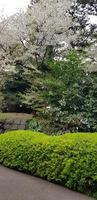 ishimuro Roca cava en el este jardines de el imperial palacio en tokio foto