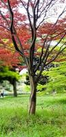 otoño hojas, japonés rojo arce árbol y hojas foto