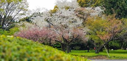 The atmosphere of the east gardens of the Imperial Palace in Tokyo in April photo