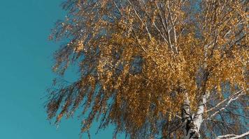 Birch tree with yellow leaves, leaf fall and autumn. Autumn forest video