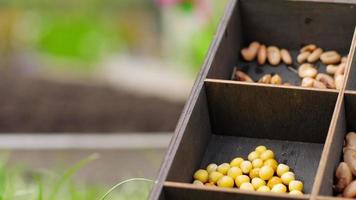 donna cresce verdure e erbe aromatiche nel il giardino video