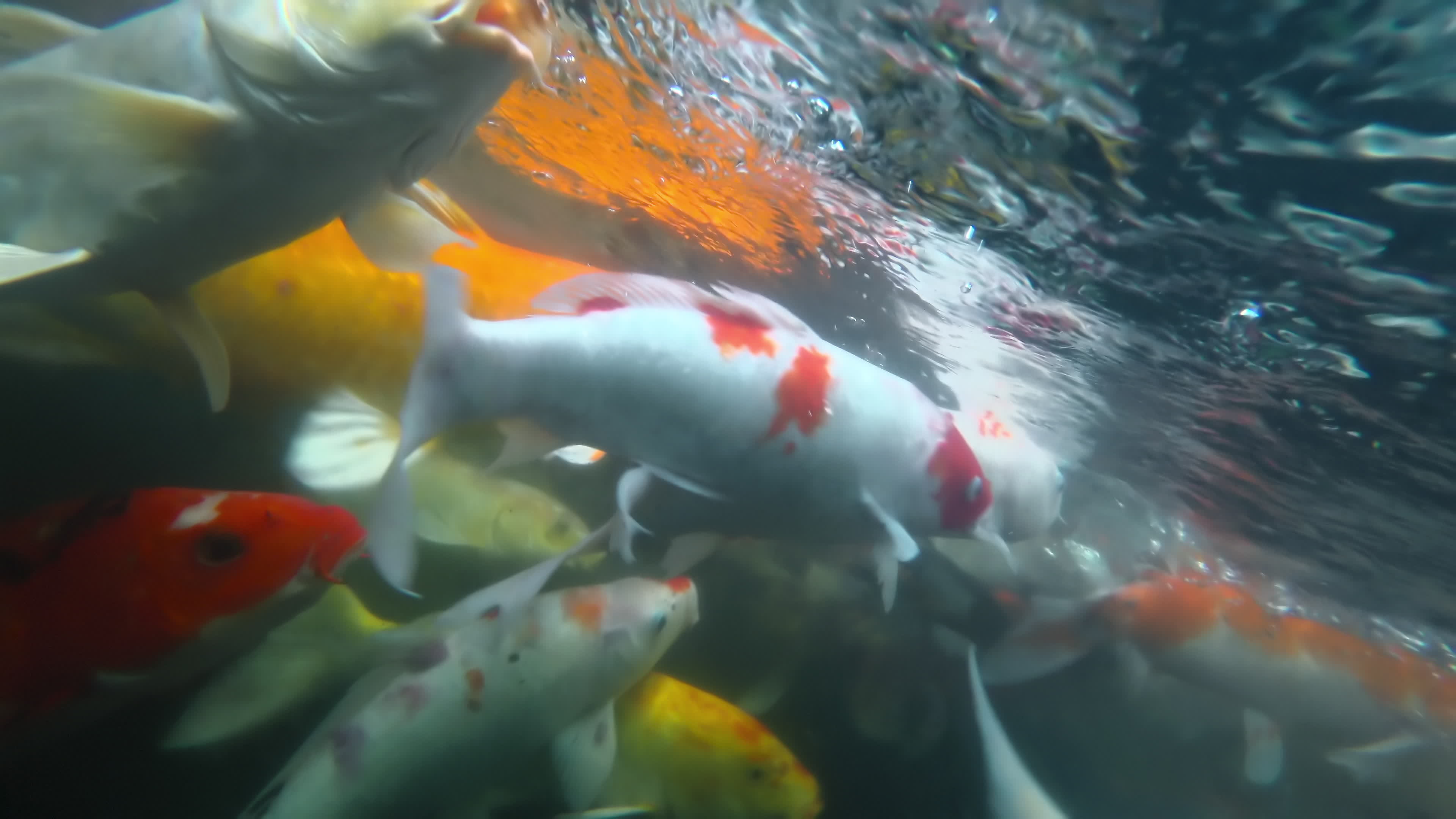 Close up of crowded carp or koi fishes swimming in clear water pond