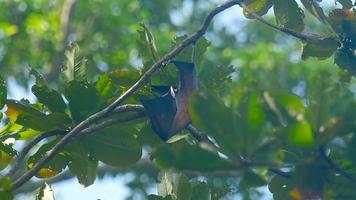 Lyle's flying fox Pteropus lylei hangs on a tree branch and washes video