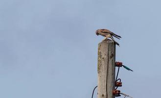 Sparrow hawk perched high on a utility pole photo