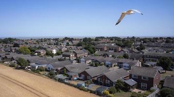 Seagull photographed By Drone photo