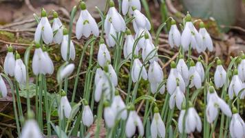 Snowdrops emerge in the woods photo