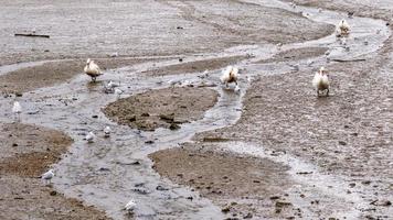Three Swans on the mud bank photo