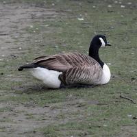 Canada Goose resting on a grass bank photo