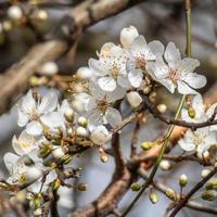 Apple Blossom at the beginning of spring photo