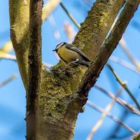 Great Tit jumping to a new Perch photo