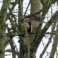 Great Tit in a tree photo