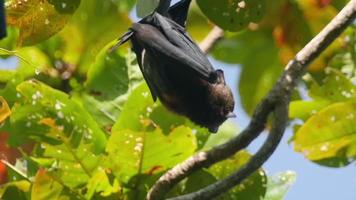 Flying fox resting hanging upside down wings in Thailand video