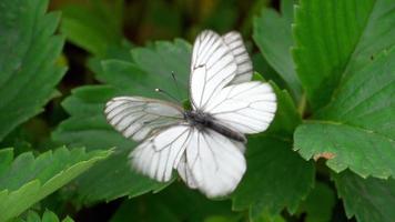 aporia Crataegi nero venato bianca farfalla combaciamento su foglia fragola video