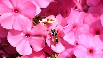 Wasp store honey dew from yellow dahlia flower, slow motion video