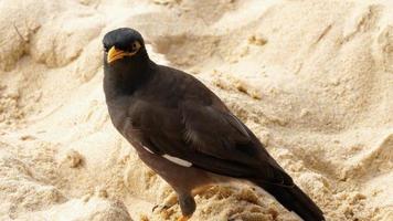 Myna acridotheres tristis commun sur le sable de la plage de karon, phuket, thaïlande video