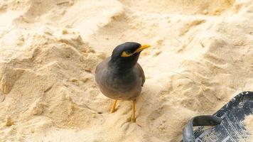 vanlig myna acridotheres tristis på sanden på karon beach, phuket, thailand video