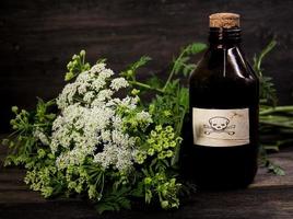 hemlock flower bouquet with a vial of poison photo