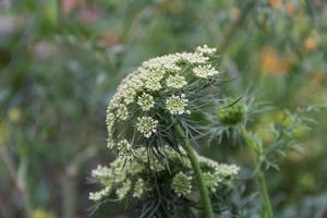 the flowered carrots in the family garden photo