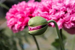 pink giant double poppy flower photo