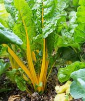 a yellow chard plant in the organic garden photo