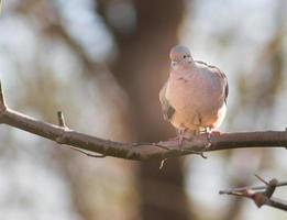 a pigeon perched on the branch in its natural habitat photo