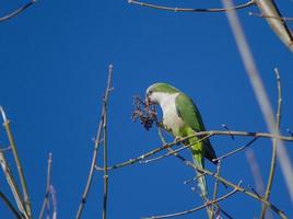 portrait of an Argentine parrot in its natural habitat photo