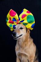 portrait of dog with a big polka dot bow on his head photo