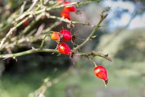 branch with rosehip fruit that grows wild in the Argentine mountains photo