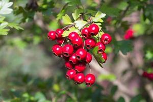 rama de salvaje arbustos con rojo y amarillo crataegus frutas foto