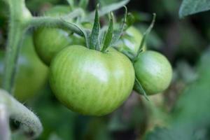 green tomatoes not yet ripe on organic garden plants photo