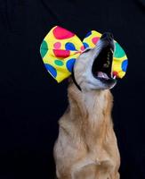 portrait of dog with a big polka dot bow on his head photo