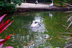 A pelican in a lake photo