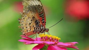 Colorful butterfly and beautiful patterns. butterflies feed on nectar from flowers in the morning. video
